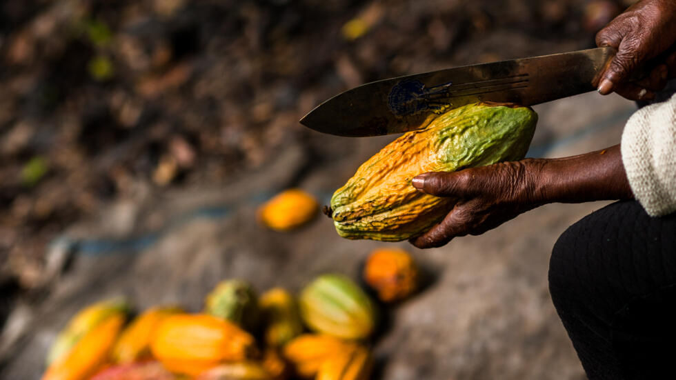 Cacao Côte d'Ivoire